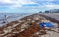 Isla de sargazo que dobla el tamaño de Estados Unidos se aproxima al golfo de México