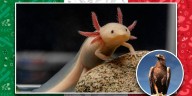 ¡Viva México y su fauna! Conoce a los animales más patrios y su importancia en la naturaleza