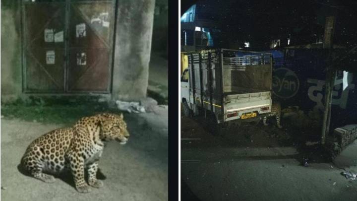 Leopard spotted in Lucknow? Akhilesh Yadav posts pic, forest officials suspect AI