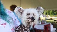 Ruffly 450 dogs compete at Suffolk Kennel Club show
