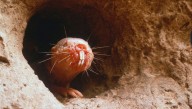 Naked Mole-Rats: Bizarre-Looking Mammals That Defy Our Understanding Of Cancer And Aging