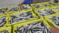 Reabre la anchoa de Fisterra al Miño, con topes para evitar otro rali por pescar