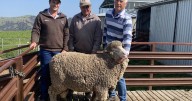 Billa Burra Burra Merino ram sale results, top price and average