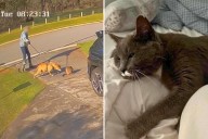 Fatal Dog Attack on Cat Caught on Camera: 'I Can Still Hear Her Meowing'