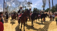 Vuelve la Parada Hípica, con motivo del Día Europeo del Caballo