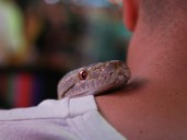 La anaconda más grande del mundo: el increíble lugar donde apareció