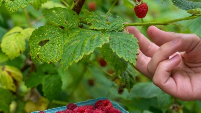 Growing and learning in the raspberry patch