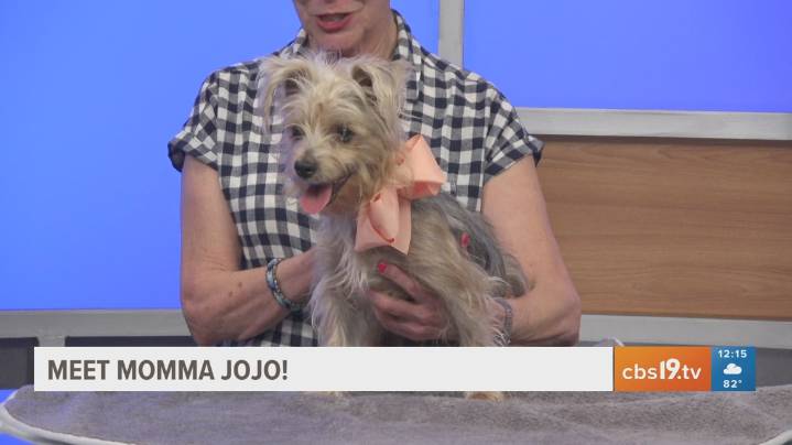 TUESDAY TAILS: Meet Momma JoJo from the SPCA of East Texas