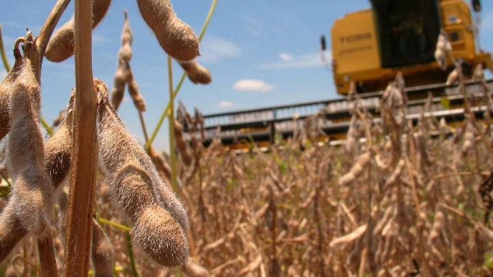 Dólar agro: hasta las elecciones buscan juntar u$s 7 mil millones