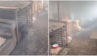 Encerrados y con fogón encendido: denuncian posible maltrato de perros en Punta Arenas