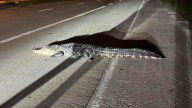 Gator stopped before making it across busy Sugar Land road ... and Facebook commenters have jokes