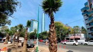 ¡Adiós a las palmeras! Retirarán mil 500 ejemplares enfermos en CdMx