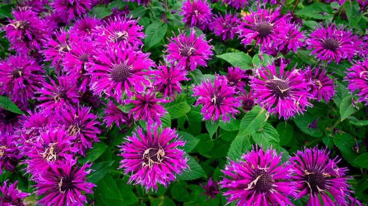 Spring Vs. Fall: When Should You Really Be Cutting Back Bee Balm For The Best Blooms?