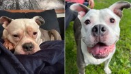 Virginia Dog Was Left To Fend For Herself After A Life Of Exploitation, But Her Story Wasn’t Over