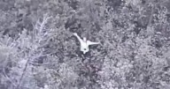 Survival Show Becomes Reality After Contestant Goes Missing in Forest