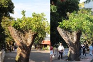 Autoridades de Ibagué desmienten tala de árboles en el Centenario