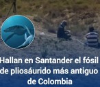Descubierto en Colombia un Fósil de 135 Millones de Años: Un Pliosáurido, el Depredador Marino más Antiguo del País.
