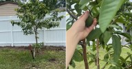 Robo de plantas en Florida sorprende a cubana residente en EE. UU.
