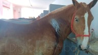 Estado de salud del caballo de picar corneado en el cuello ayer en Albacete