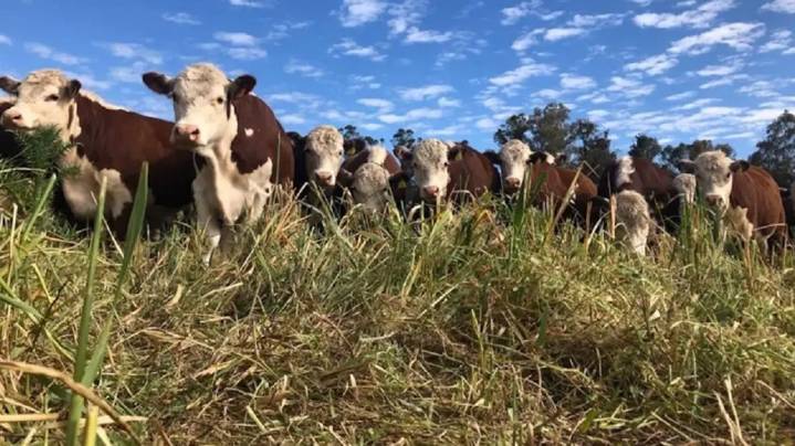 Acuerdo UE-Mercosur: Unas 40 mil ton de carne vacuna bajarían sustancialmente su arancel