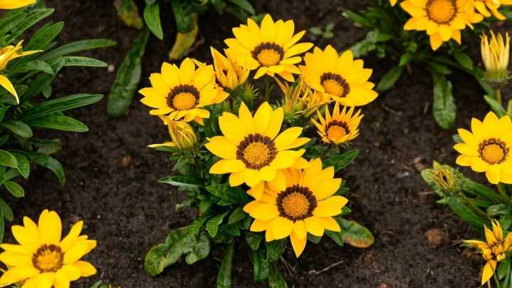 Las plantas que florecen en primavera y resisten hasta marzo casi mantenimiento