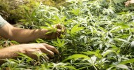 Medicinal cannabis: Australian company Dispensed fined $118,800 for alleged illegal advertising