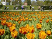 Growing concerns: Window to plant spring bulbs open