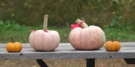 Pink pumpkins being sold in Palmyra to support cancer research