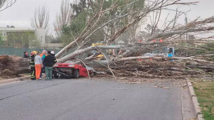 Terrible tragedia: una mujer murió aplastada por un árbol que cayó sobre su auto