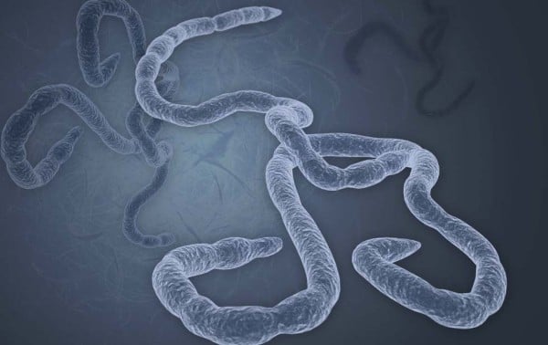 Afirma OMS que 31 de 38 casos de ébola en Congo han resultado en muertes