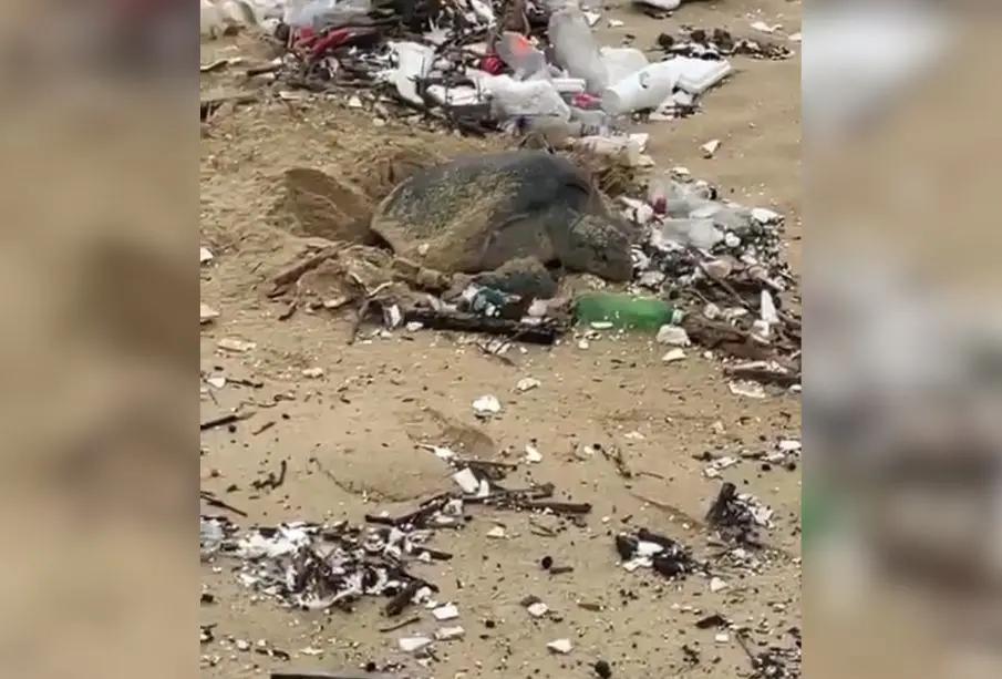 VIDEO: Tortuga marina anida entre basura en playa El Médano