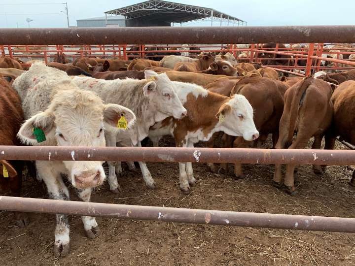 Se aplicaron protocolos sanitarios en Nuevo León después de hallar gusano barrenador en el ganado