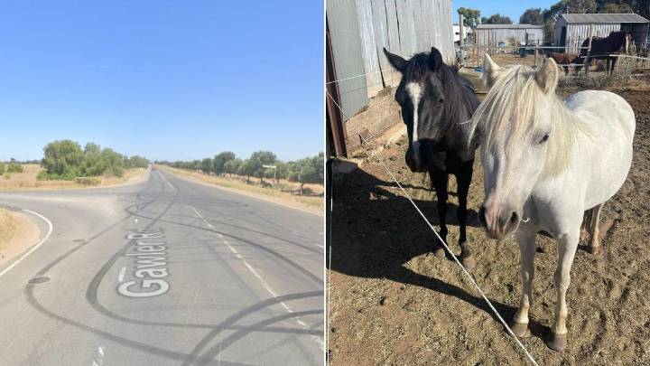 Driver ‘lucky to be alive’ after crash that killed five horses in Two Wells north of Adelaide