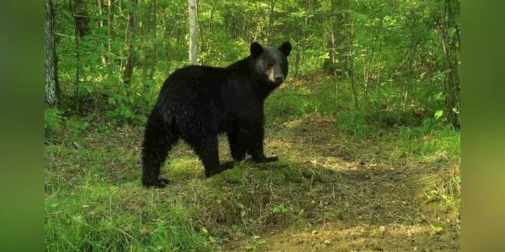 Florida bear harvest permit applications open Friday