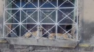 Piden el rescate de al menos 3 perritos encerrados en un domicilio de la colonia San Luis