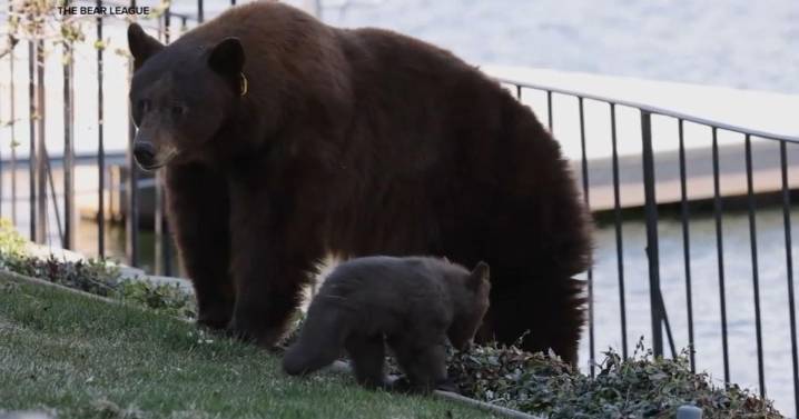 Battle to save Lake Tahoe mama bear from being euthanized continues