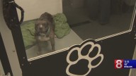 Westbrook shelter facing challenges keeping up with pet surrenders, abandonments