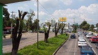 Reprueban vecinos de Metepec la absurda mutilación de sauces