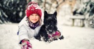 11 dog breeds that love the cold as temperatures plummet in Scotland