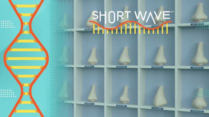 The science history behind nose jobs might surprise you : Short Wave : NPR