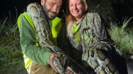 How to become a paid python hunter in Florida