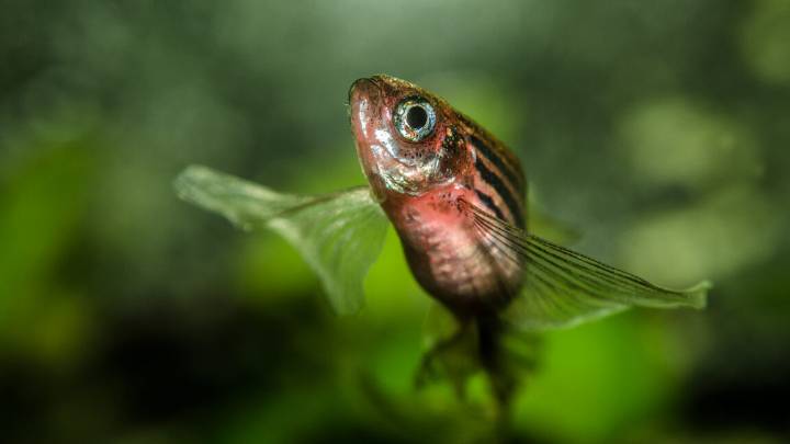 Distinct digits may have evolved by using DNA that makes the cloaca