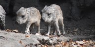 Twin Chacoan peccaries born at Dickerson Park Zoo