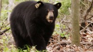 Bear struck and killed by vehicle in Granby, officials said