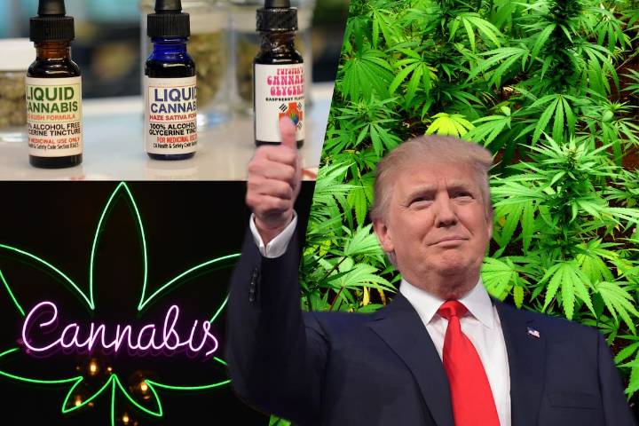 Trump destaca uso de cannabis medicinal en adultos y dispara acciones del sector en Wall Street