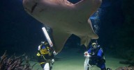 Sex tape: researchers film rare leopard sharks mating