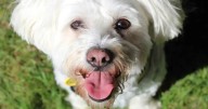 Ten adorable dogs desperate to find forever home at Dogs Trust Glasgow