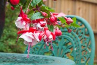 'Why do I allow the fuchsias in my garden to live on? Because, despite their visual shortcomings, I am a fool for edible pleasure'