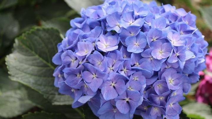 Qué hacer en primavera para que la hortensia explote de flores en verano, según un experto: “Sólo 2 minutos”
