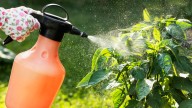 We Asked Exterminators Their Favorite Organic Pesticides